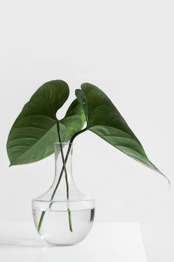 BO Studio WordPress Theme