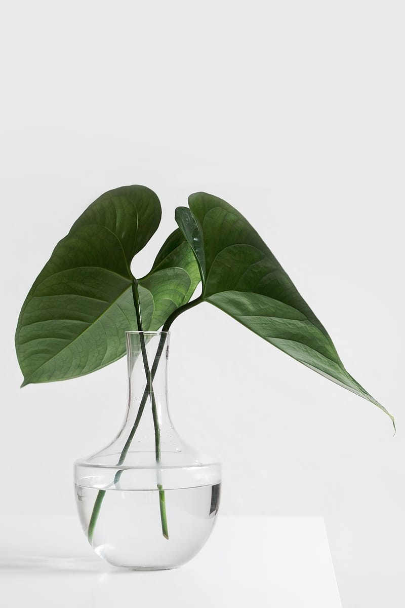 BO Studio WordPress Theme