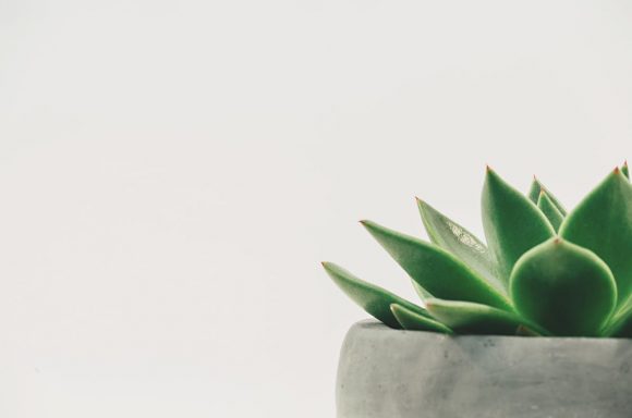 BO Studio WordPress Theme